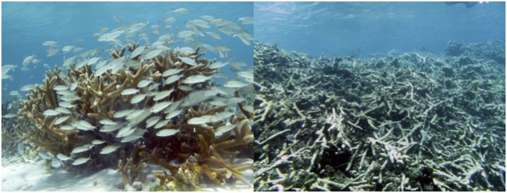 Aspecto de una colonia viva, usualmente rodeada de peces (izquierda), en comparación con un arrecife muerto donde sólo quedan restos de coral (derecha). Imagen cortesía de Stephanie Martínez.