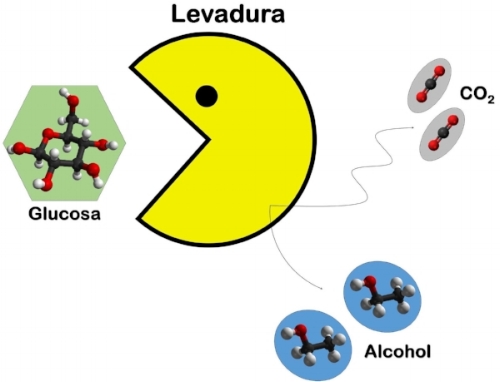 FIGURA 3. Esquema simplificado del proceso de fermentación en levaduras. En la representación molecular, las esferas rojas son oxígeno, las blancas hidrógeno y las grises carbono. 