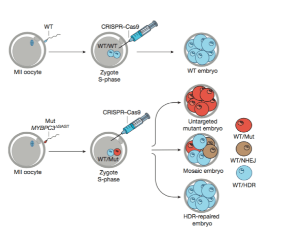 Método CRISPR-Cas9, ilustración original en el artículo de la revista Nature. 