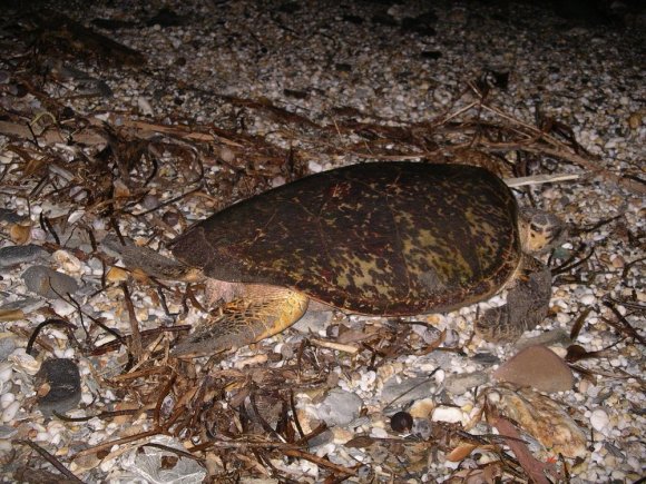   Tortuga Eretmochelys imbricada  