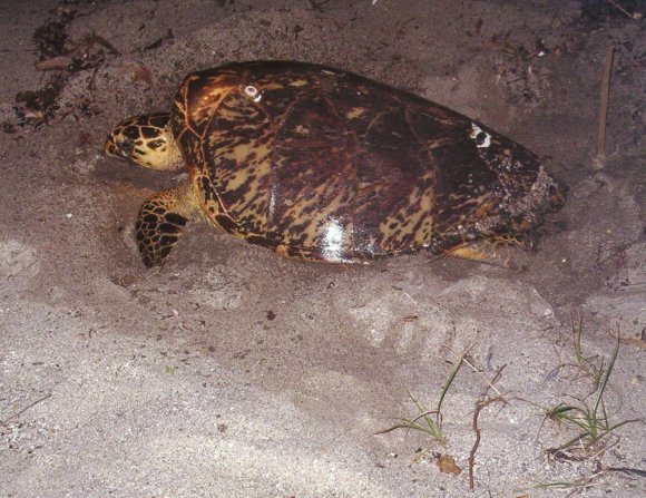 Tortuga Carey.