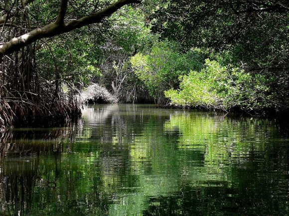  Manglares del Parque Nacional Laguna de la Restinga, Isla Margarita, Venezuela. Crédito de la foto:&nbsp;Enzo861 para Wikipedia.&nbsp;&nbsp; 